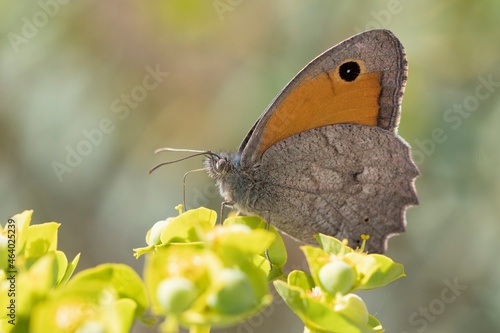 Day butterfly perched on flower, Hyponephele lupina photo