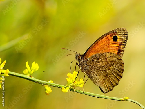 Day butterfly perched on flower, Hyponephele lupina photo