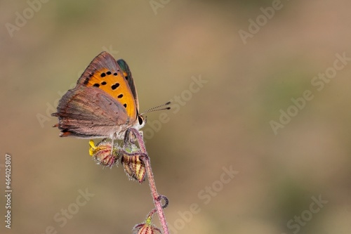 Day butterfly perched on flower, Lycaena phlaeas panoptes. photo