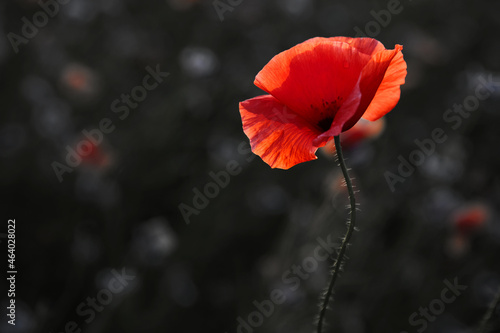 Remembrance day poppy. Red poppies in a poppies field with desaturated background photo