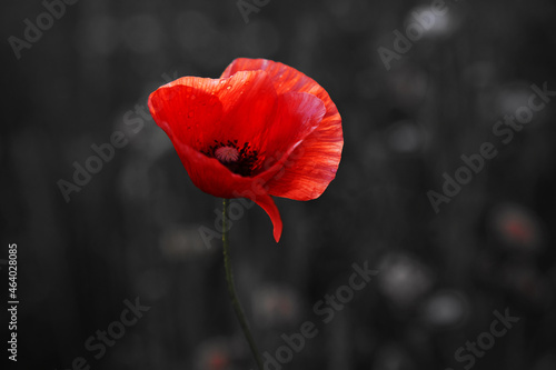 Remembrance day poppy. Red poppies in a poppies field with desaturated background