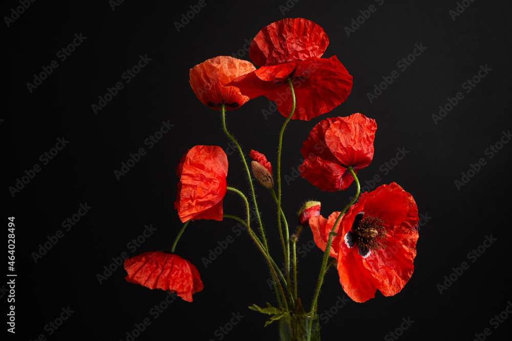 Fototapeta premium Remembrance Day greeting card. Beautiful red poppies flowers on black background. Lest we forget.