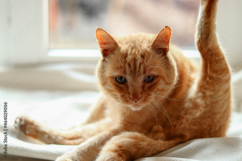 Light red cat on a white blanket, light from the window. A beautiful ginger cat lies.