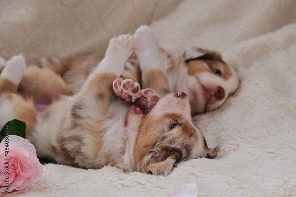 Obraz premium Beautiful aussie dog for holiday cards. Happy Valentines Day. Two small puppies of Australian Shepherd red Merle are having fun playing on white fluffy soft blanket next to pink roses.