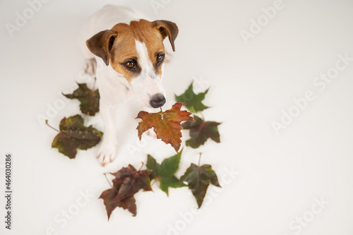 The dog is holding a bunch of maple leaves on a white background.