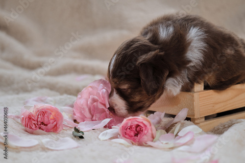 Beautiful aussie puppy in cute handmade wooden box on background of white warm fluffy sheepskin blanket. Young Australian Shepherd red tricolor poses for holiday card. Dog next to pink roses.