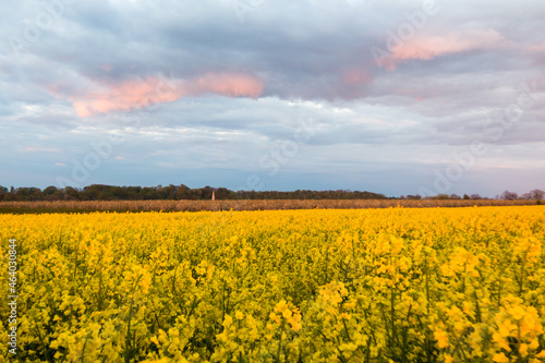 sunset over yellow field