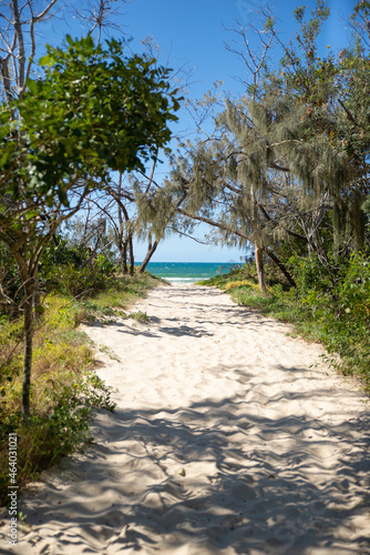 Path whit Trees Through the Beach against blue sky in Queensland,Australia.Vertical Image