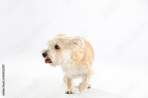 A multi-breed dog walks directly into the camera. Isolated from the background.
