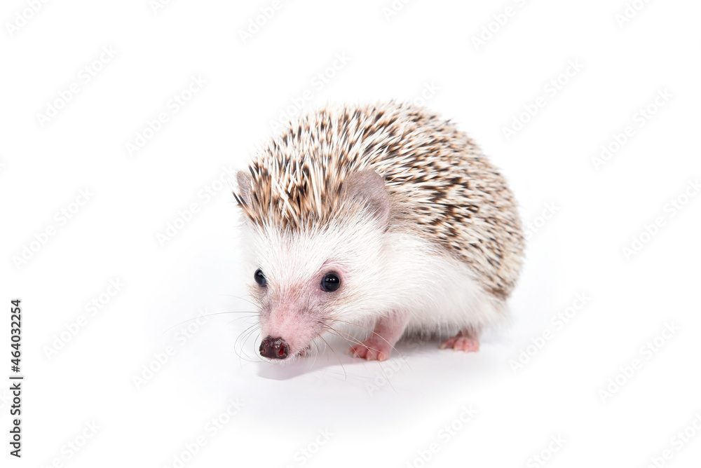 An African cute hedgehog with brown spines and needles on its back stomps on a white isolated background An African cute hedgehog with brown spines and needles on its back stomps on a white isolated background