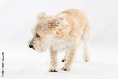 Multiracial small dog walks hesitantly against white background. Isolated from the background. photo