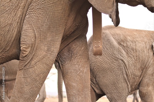 Tracking collar with GPS-tracking equipment on an elephant to monitor its movements.