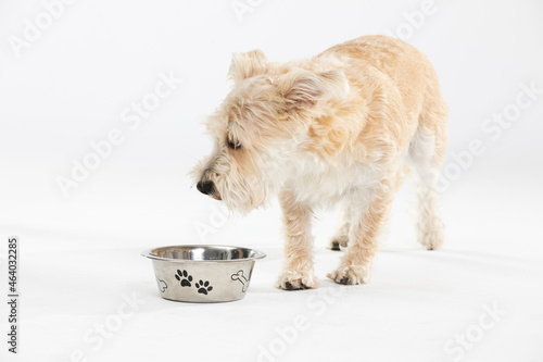 A light brown dog checks to make sure it's safe and will take to eating from his bowl. photo