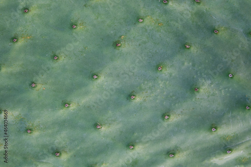 close up of cactus
