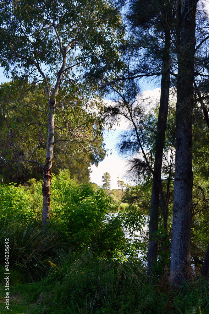 A view in Centennial Park in Sydney, Australia A view in Centennial Park in Sydney, Australia