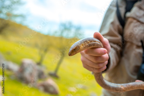 Snake close-up. The caught snake is held by a man in his hands. Lizard without legs. Pseudopus apodus photo