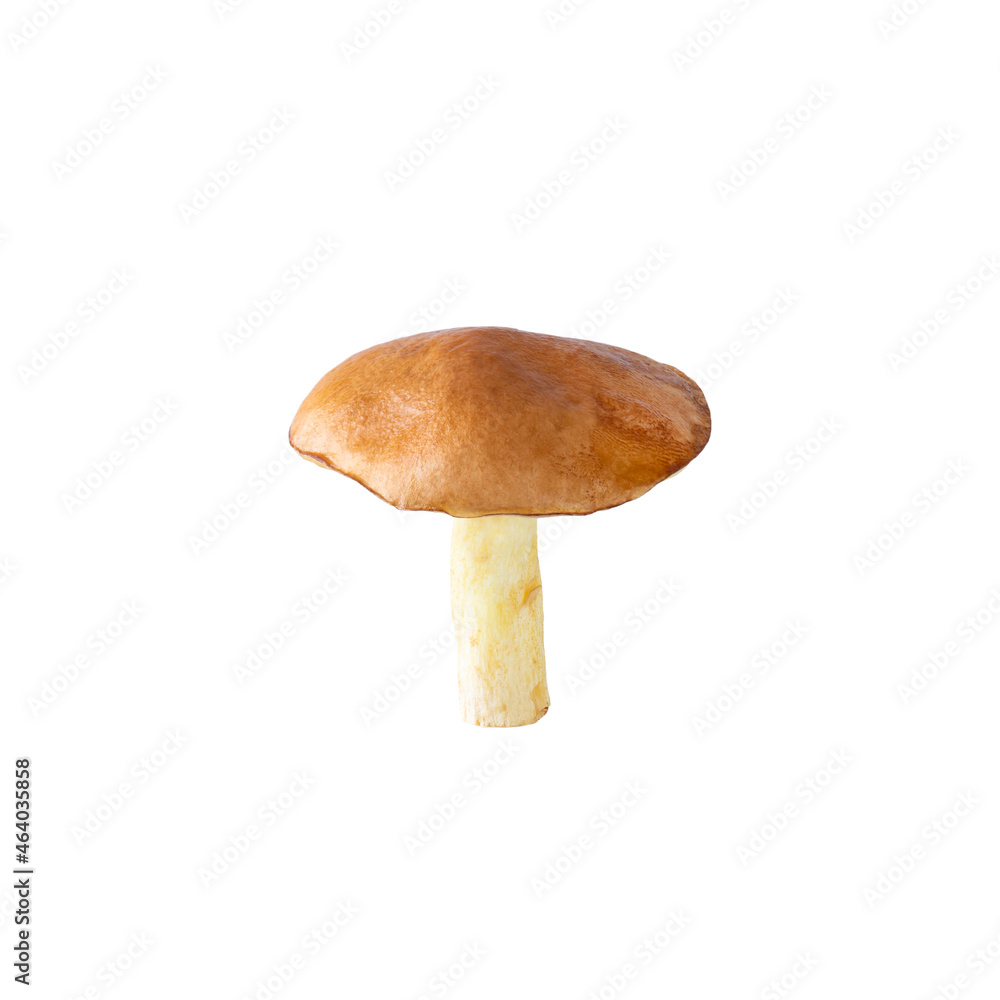 Yellow granulated bolete isolated on white background. Yellow granulated bolete isolated on white background.