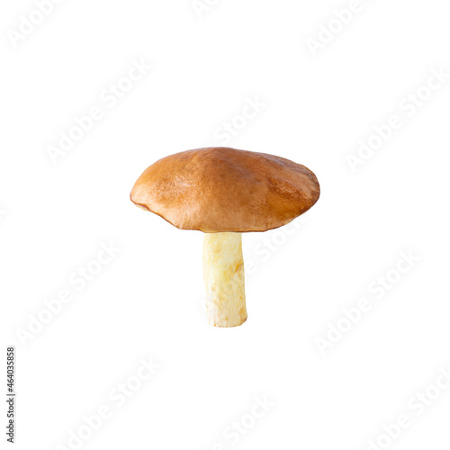 Yellow granulated bolete isolated on white background.