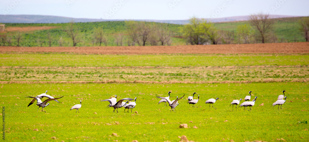 Cranes arrived in the south, the flock sits on the field Cranes arrived in the south, the flock sits on the field
