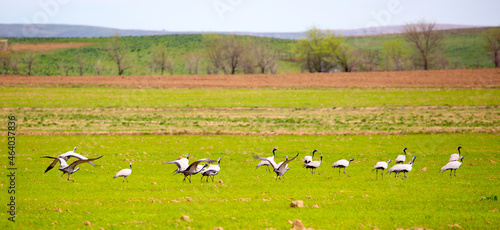 Cranes arrived in the south, the flock sits on the field