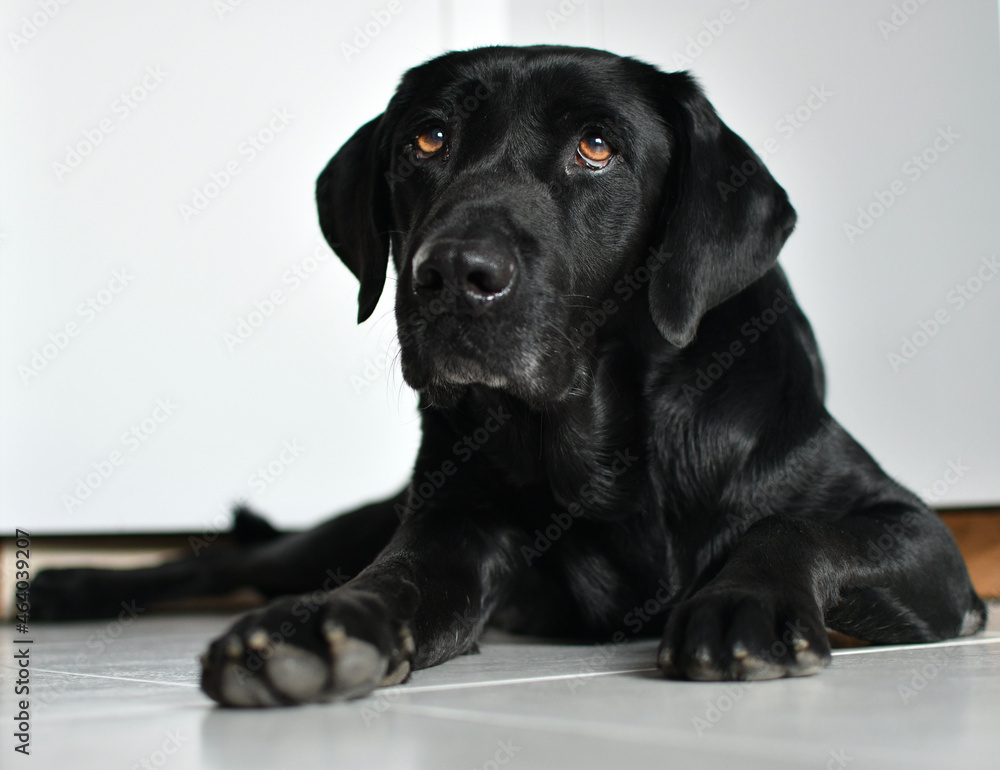 Black Labrador dog lying on a white tile with a nostalgic and tired look. Concept of nostalgia and wave to the soul