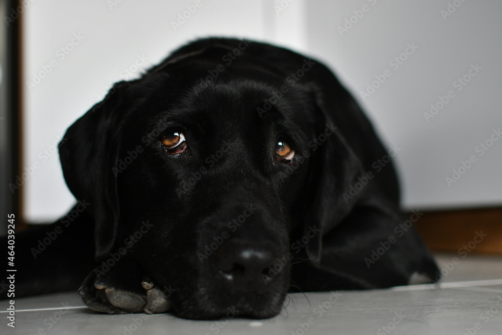 Black Labrador dog lying on a white tile with a nostalgic and tired look. Concept of nostalgia and wave to the soul Black Labrador dog lying on a white tile with a nostalgic and tired look. Concept of nostalgia and wave to the soul