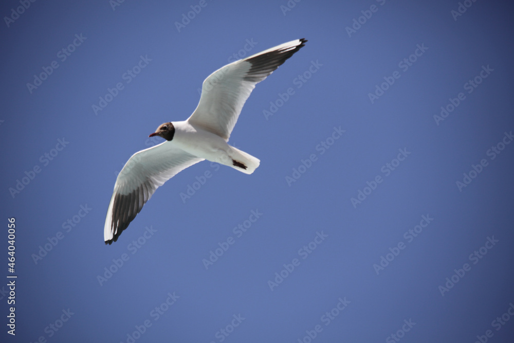 Obraz premium seagull in flight