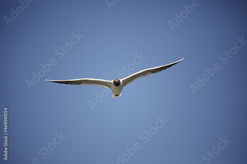 seagull in the sky