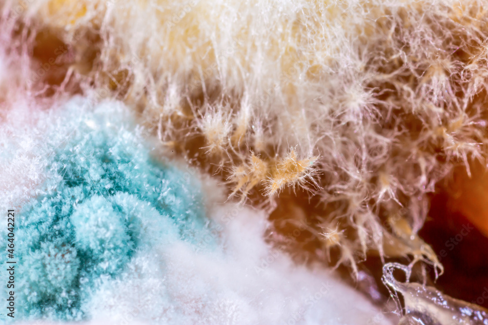 Mold close-up macro. Moldy fungus on food. Fluffy spores mold as a ...