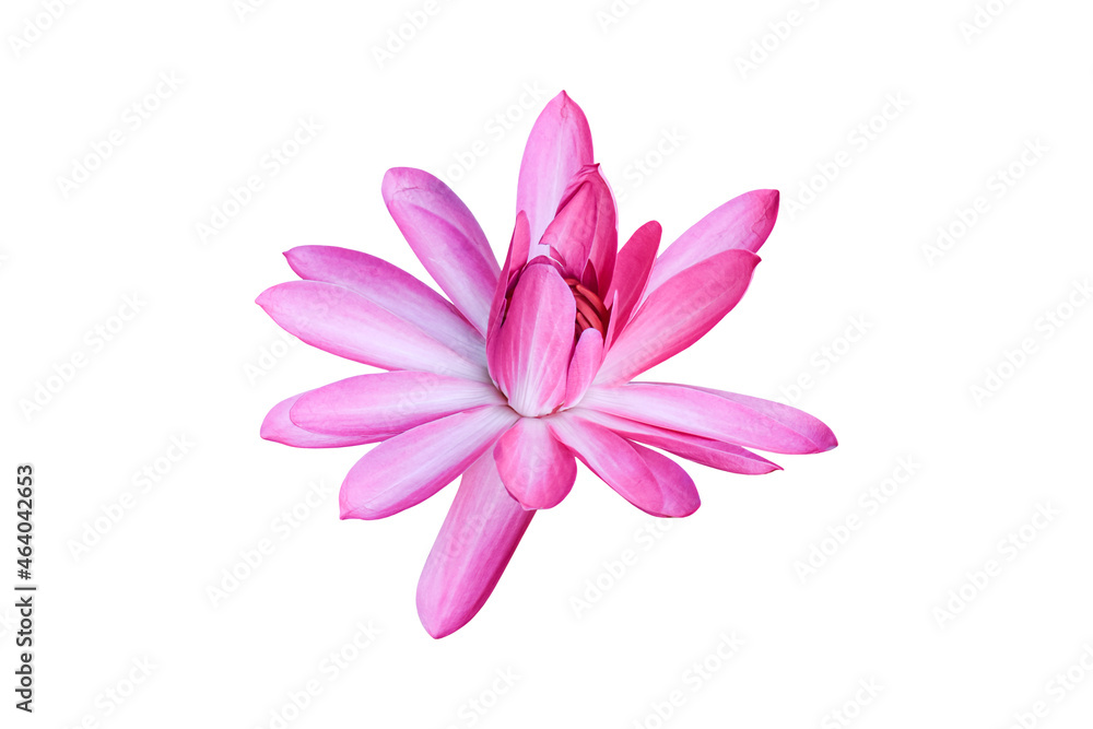 Pink lotus flower isolated on white background. Object with clipping path.