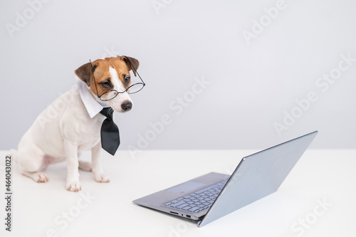Portrait of a smart dog at the computer on a white background.