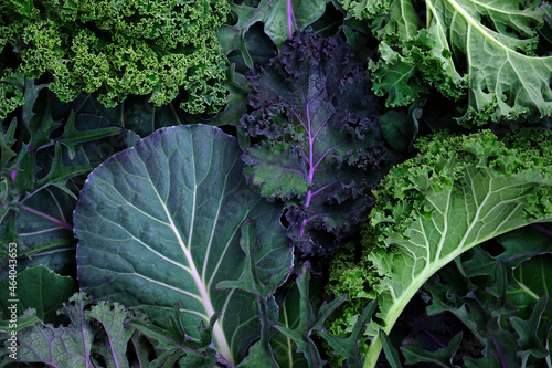 Wallpaper Mural Leaves of different types of kale cabbage top view background