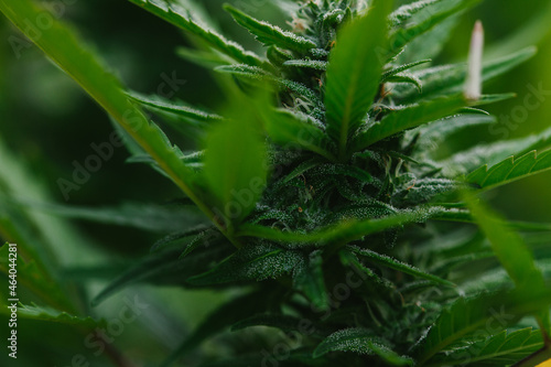 Close Up of Cannabis Buds  Leaves  and Trichomes