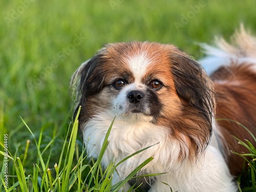 Photography Kleiner Hund steht auf einer Wiese und schaut in die Kamera