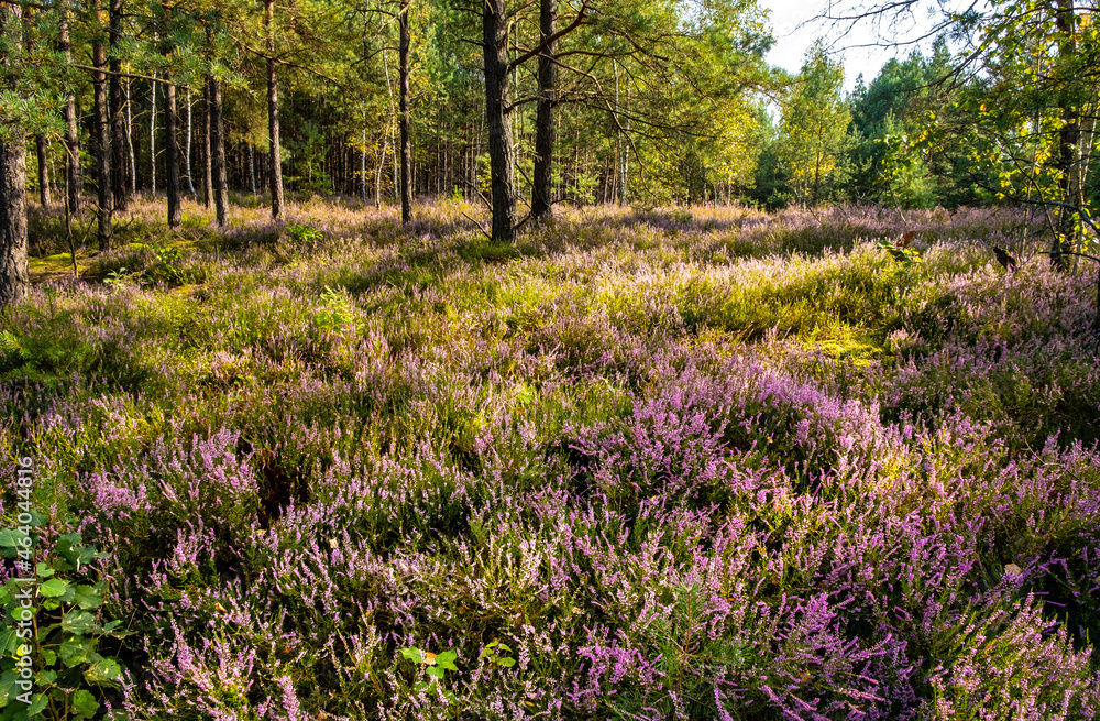 Autumn landscape of mixed forest with undergrowth shrub of common heather - latin Calluna vulgaris - in full blossom in Mazovia Landscape Park near Otwock town in central Poland