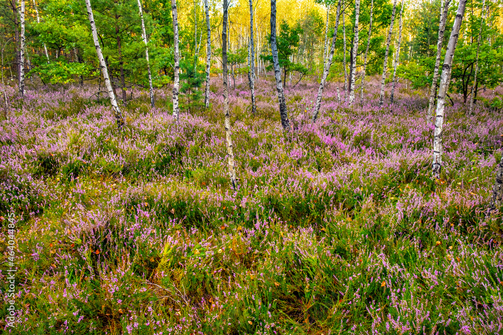 Fototapeta premium Autumn landscape of mixed forest with undergrowth shrub of common heather - latin Calluna vulgaris - in full blossom in Mazovia Landscape Park near Otwock town in central Poland