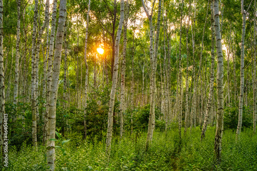 Summer landscape of young silver birch forest thicket - latin Betula pendula - in Las Kabacki Forest in Warsaw in central Poland
