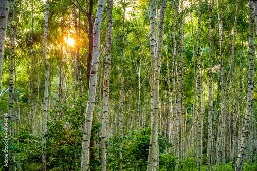 Fototapeta Summer landscape of young silver birch forest thicket - latin Betula pendula - i