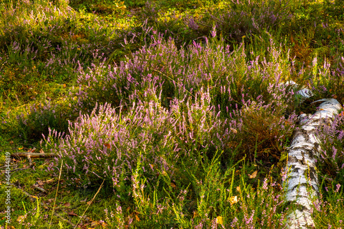 Autumn landscape of mixed forest with undergrowth shrub of common heather - latin Calluna vulgaris - in full blossom in Mazovia Landscape Park near Otwock town in central Poland