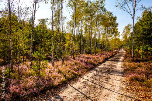 Autumn landscape of mixed forest with undergrowth shrub of common heather - latin Calluna vulgaris - in full blossom in Mazovia Landscape Park near Otwock town in central Poland photo