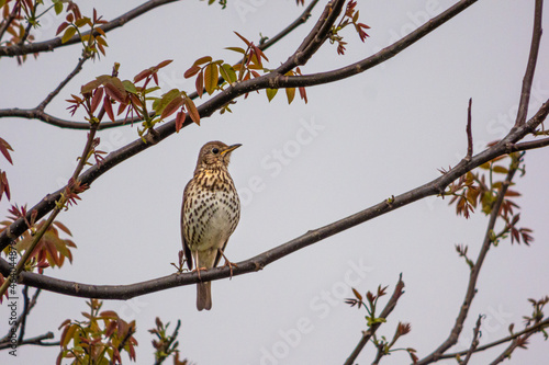 singing bird on a tree branch 