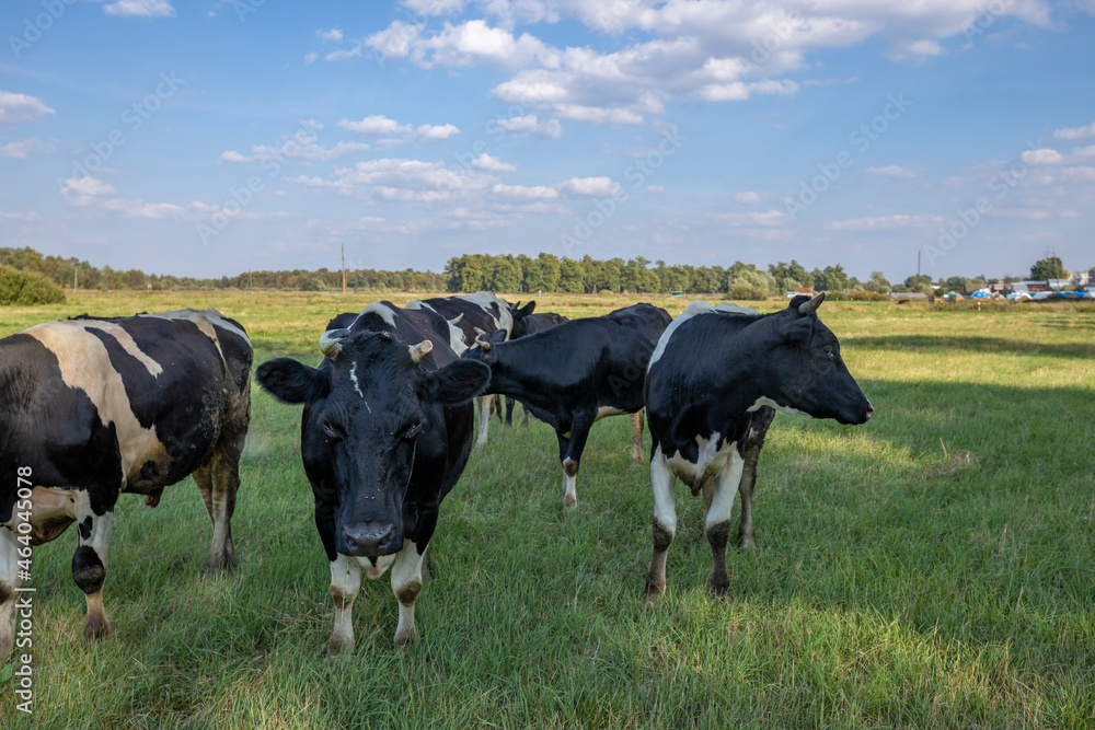 Cows grazing on a sunny meadow in summer. Cows grazing on a sunny meadow in summer.