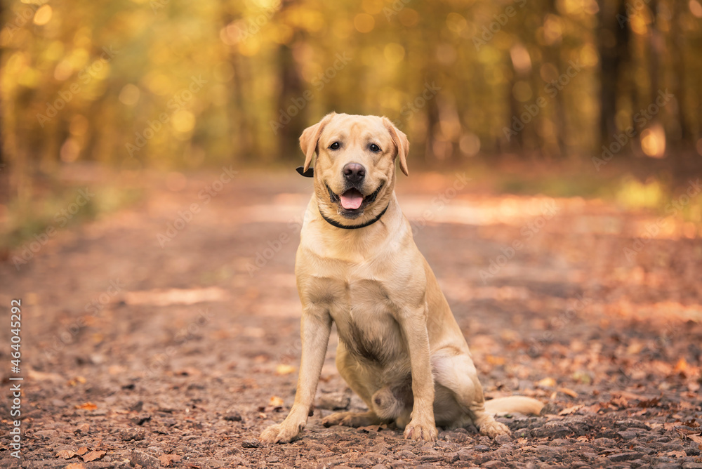 Labrador dog sitting on the forest road Labrador dog sitting on the forest road