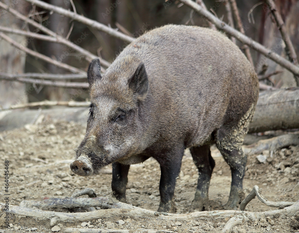 Wild boar, sus scrofa , In the evening, wild boars come out of the forest to look for food Wild boar, sus scrofa , In the evening, wild boars come out of the forest to look for food