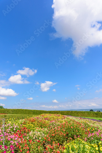 秋　中富良野のお花畑 © rujin