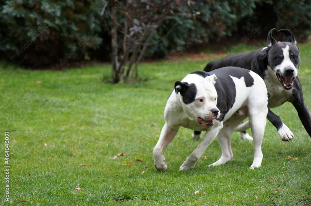 Hunde Bulldoggen beim Spielen Hundekampf