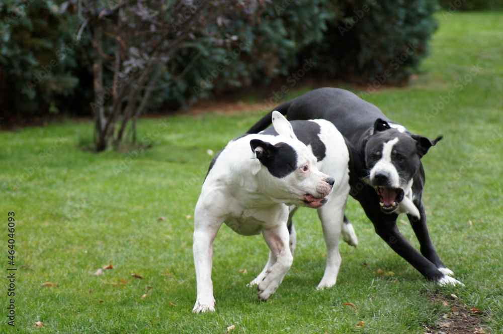 Hunde Bulldoggen beim Spielen Hundekampf