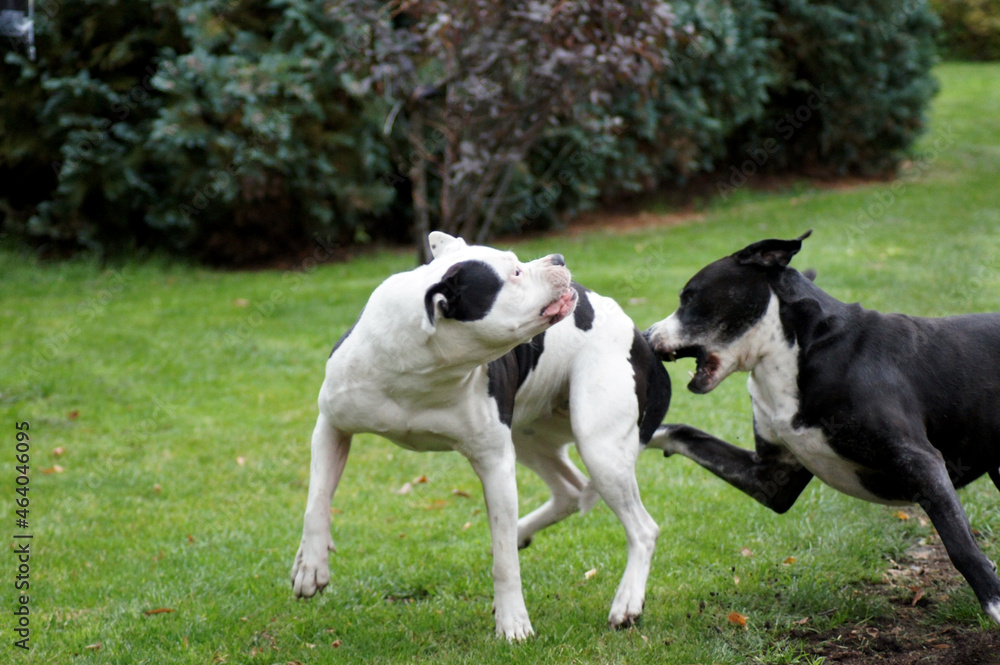 Hunde Bulldoggen beim Spielen Hundekampf Hunde Bulldoggen beim Spielen Hundekampf