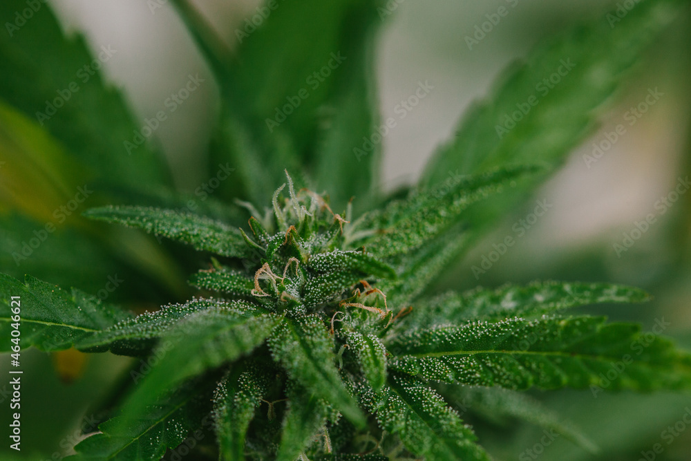 Close Up of Cannabis Buds, Leaves, and Trichomes Close Up of Cannabis Buds, Leaves, and Trichomes