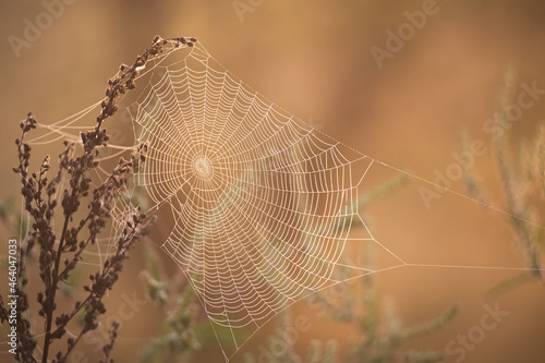Autumn atmosphere. Spider web on the dry grass in the morning